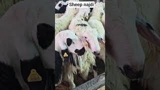 sheep najdi - 0568363592 #india #soudiarabia #iraq