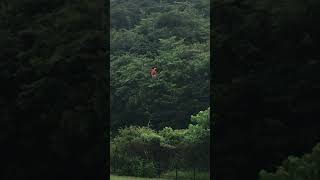 台灣 最凶猛的 黑尾虎頭蜂 蜂窩 摘除過程2021-3 Taiwan's most ferocious black-tailed wasp honeycomb removal process