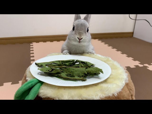 切り株の上ではっぱを食べるうさぎさん