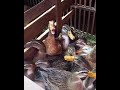 Hillarious duck laughing