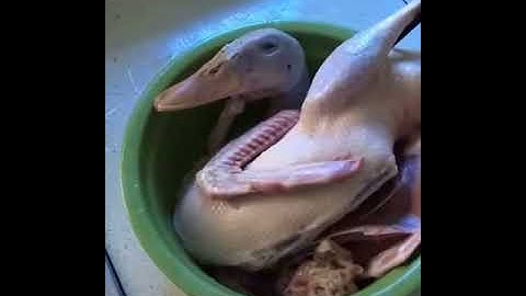 Hillarious duck laughing