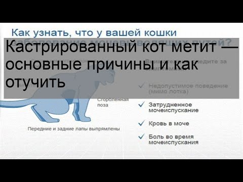 Кастрированный кот метит — основные причины и как отучить