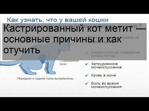 Кастрированный кот метит — основные причины и как отучить