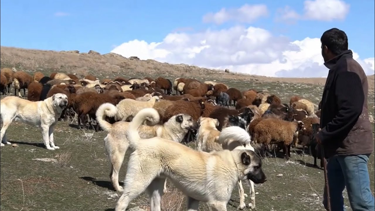 MORKOYUN SÜRÜSÜNÜ KORUYAN GERÇEK KANGAL KÖPEĞİNİ ÇOK BEĞENECEKSİNİZ ! ( ERZURUM ÇOBAN BELGESELİ )
