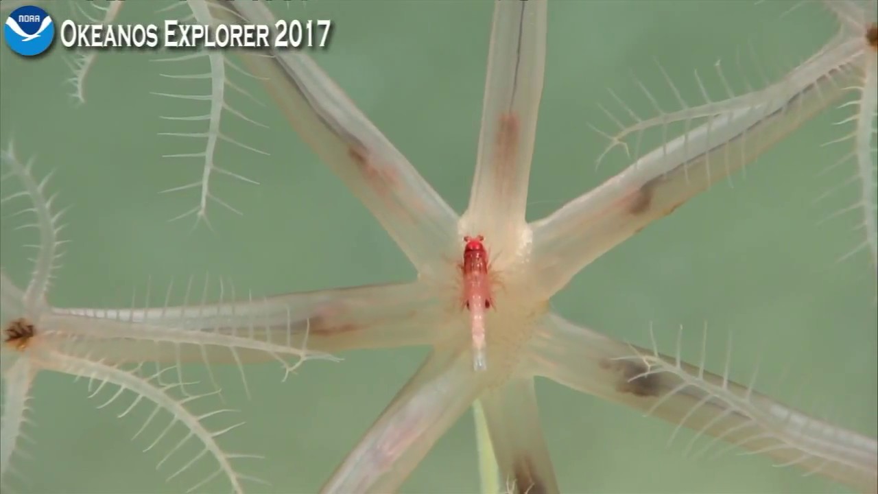 Okeanos Explorer Video Bite: Noting the Presence of a Sea Pen