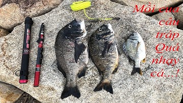 Câu tráp Nhật bằng mồi cua cực kì nhạy cá