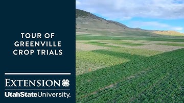 How to Better Control Weeds in Alfalfa