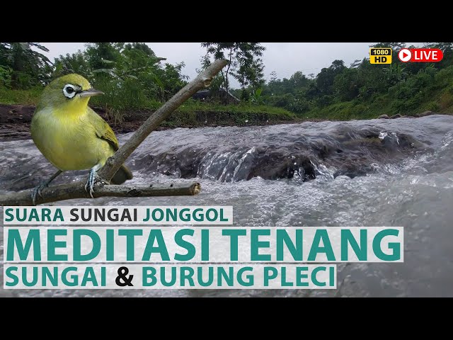 Relaksasi Suara alam! Air Mengalir Sungai Jonggol dengan suara burung Pleci Pembawa Pikiran Tenang class=