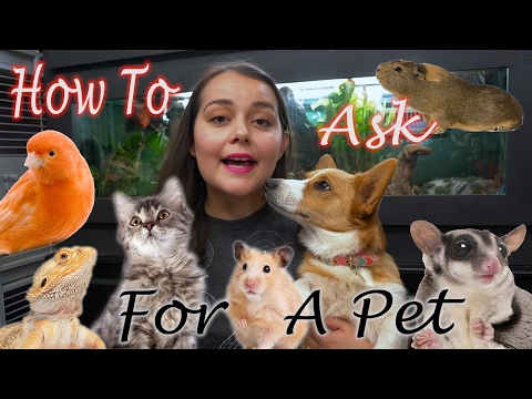 Video: Jste dobrý Pet Parent?