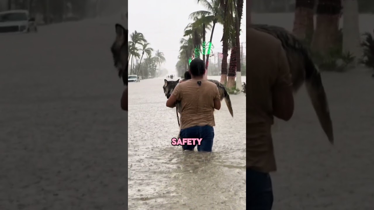 Man Walks Miles Through Floods Carrying His Dog to Safety After the Hurricane 🙏 !!! 