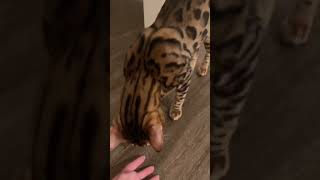 Celebrity Bengal cat plays fetch Net Worth