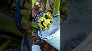 Fresh Coconut Sap Tapping | Traditional Process #PalmSap #CoconutFarming #TraditionalHarvest 🌴