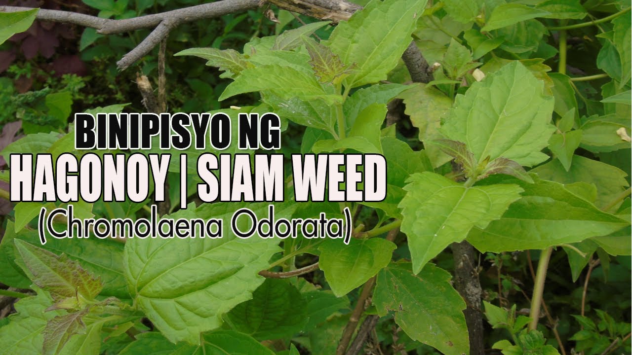 Siam Weed Health Benifits (Hagonoy, Chromolaena Odorata) Happy Gino