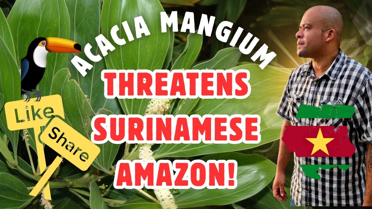 Acacia Mangium threatens Surinamese Amazone - Save the people & Suriname!