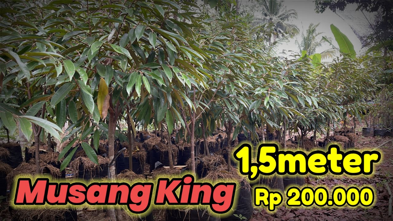 Bibit Durian Musang King Super