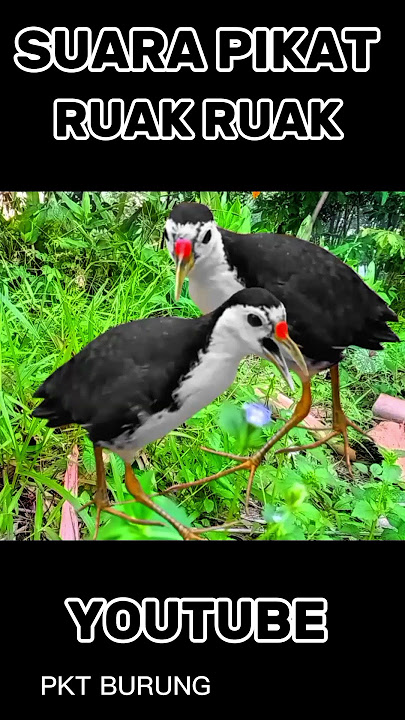 SUARA PIKAT BURUNG RUAK RUAK TERBARU #youtubeshorts #videoshort #fyp