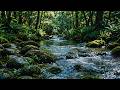 Relaxing Forest Stream Sounds 🌿 Peaceful Nature Water Ambience for Sleep, Study & Stress Relief