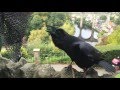 Amazing talking and singing raven