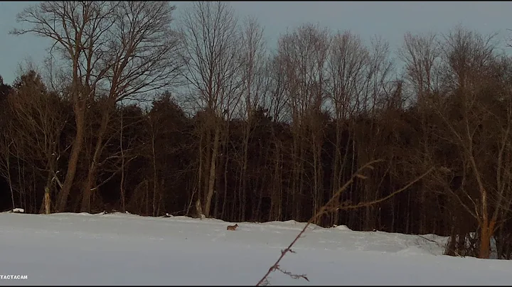 Southern Ontario Coyote Calling with Bob Marek