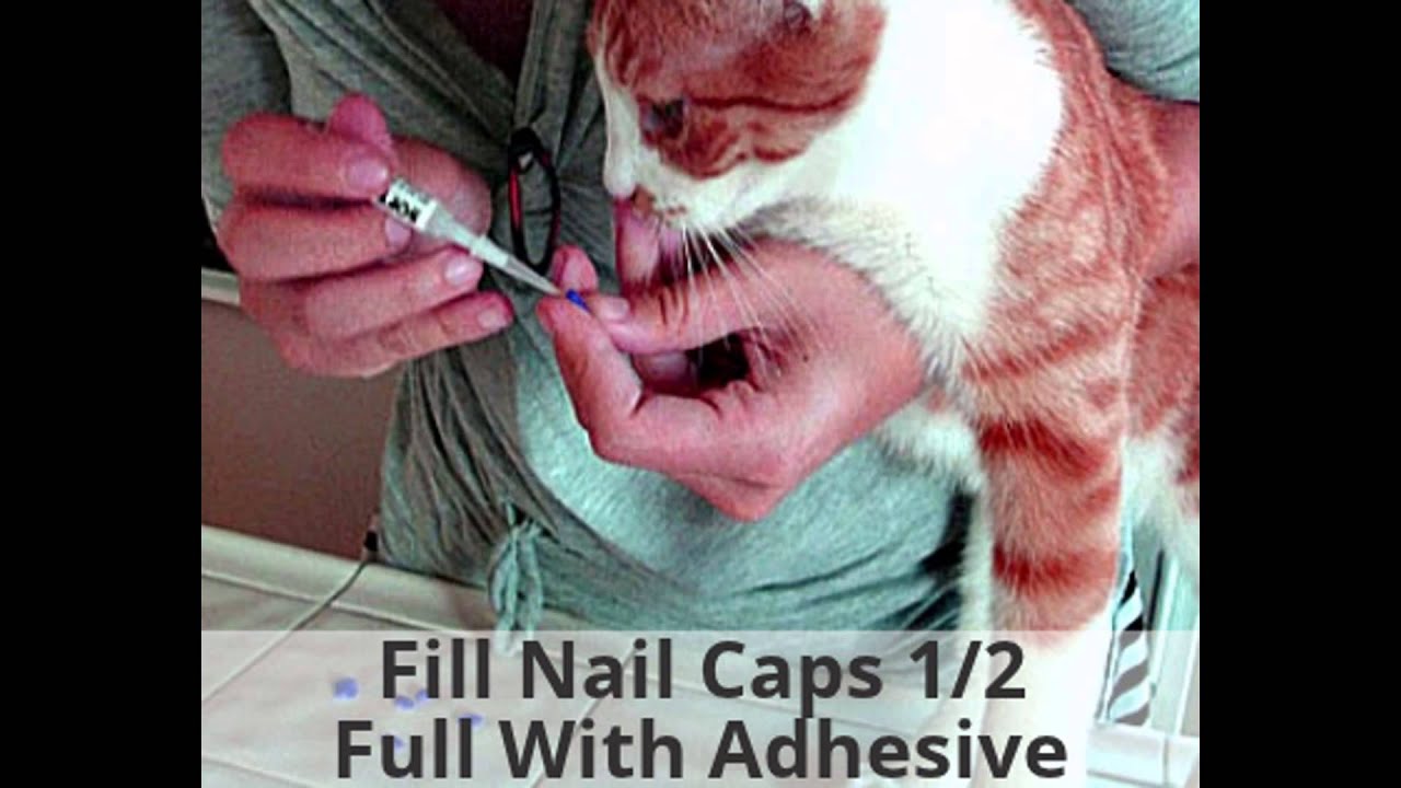 How To Apply Soft Paws YouTube