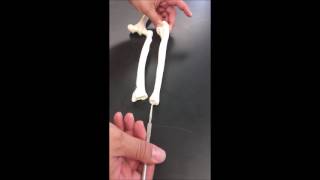 Bones of the Appendicular skeleton part 1 Upper Limb