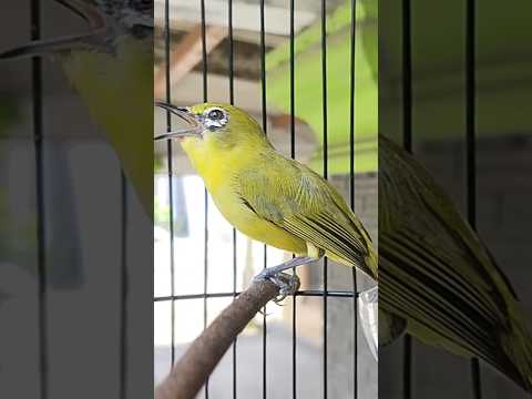 PLECI NEMBAK SEJALUR WIT WIT WIT#shorts