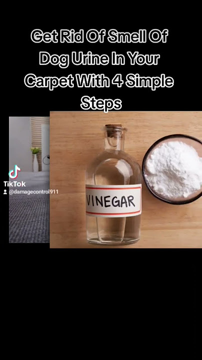 Get Rid Dog Urine Smell In Carpet  #dogurine #dogurineremover  #peturineremoval #peturineodor