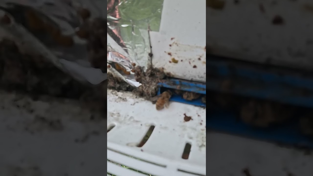 20 Minutes of Incoherent Vertical Rambling's #honey #beekeeper #beehive #apimaye #beehome