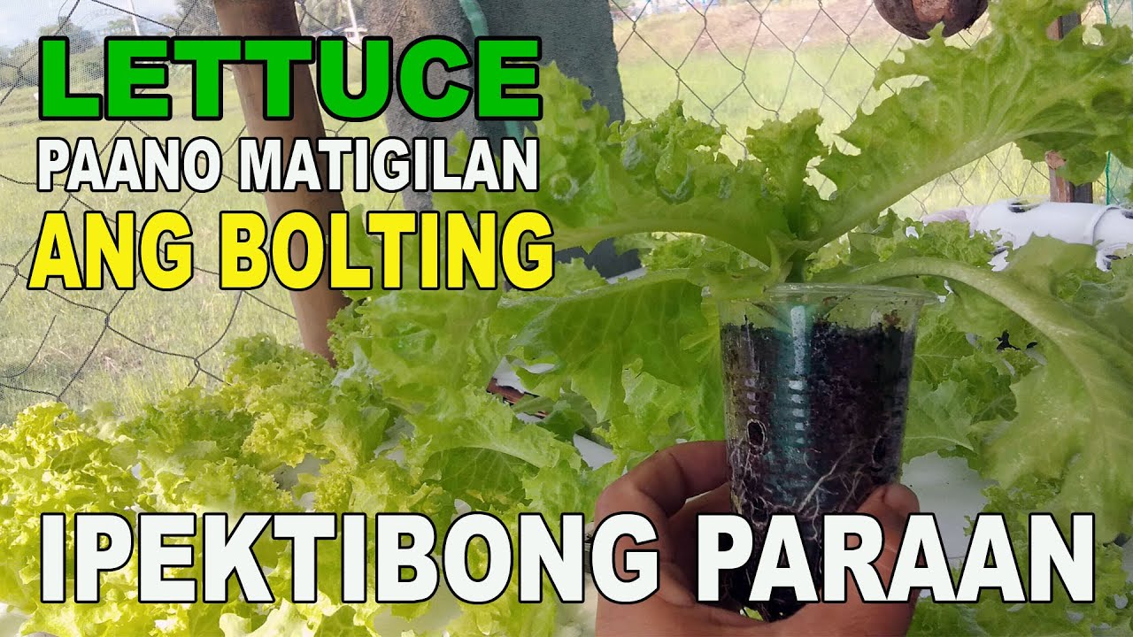 How To Stop LETTUCE Bolting DIY Hydroponics Farming System at Home