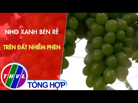 Video Nho xanh bén rễ trên đất nhiễm phèn - youtube
