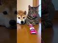 何するニャン!おやつを虎視眈々と狙う柴犬。猫にマウント取られる。