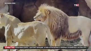 ТВЦ: О пополнении в прайде мариупольского Самсона! Парк львов "Тайган"