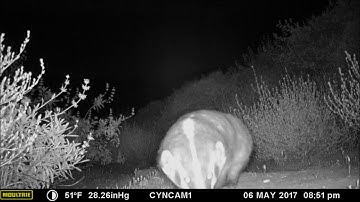 Badger sniffs camera