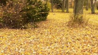 51001 Betts Rd video tour