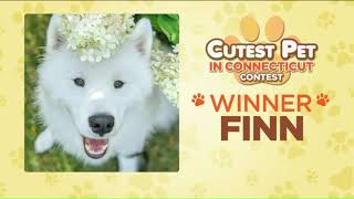 Finn is the winner of cutest pet in Connecticut contest