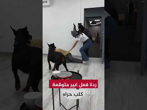 ردة فعل غير متوقعة من كلب حراسة عمون متداول