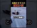 誰も知らない北極オオカミの真実。