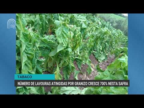 Tabaco: número de lavouras atingidas por granizo cresce 700% nesta safra | Canal Rural