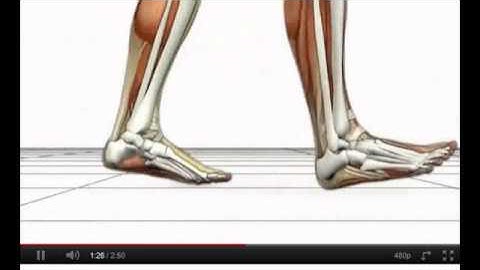 Animated LE Biomechanics Video.wmv