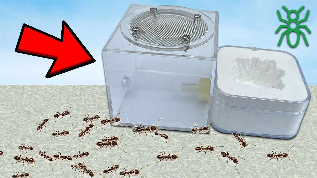 How to Move an Ant Colony into a NEW Nest | TikiAnts
