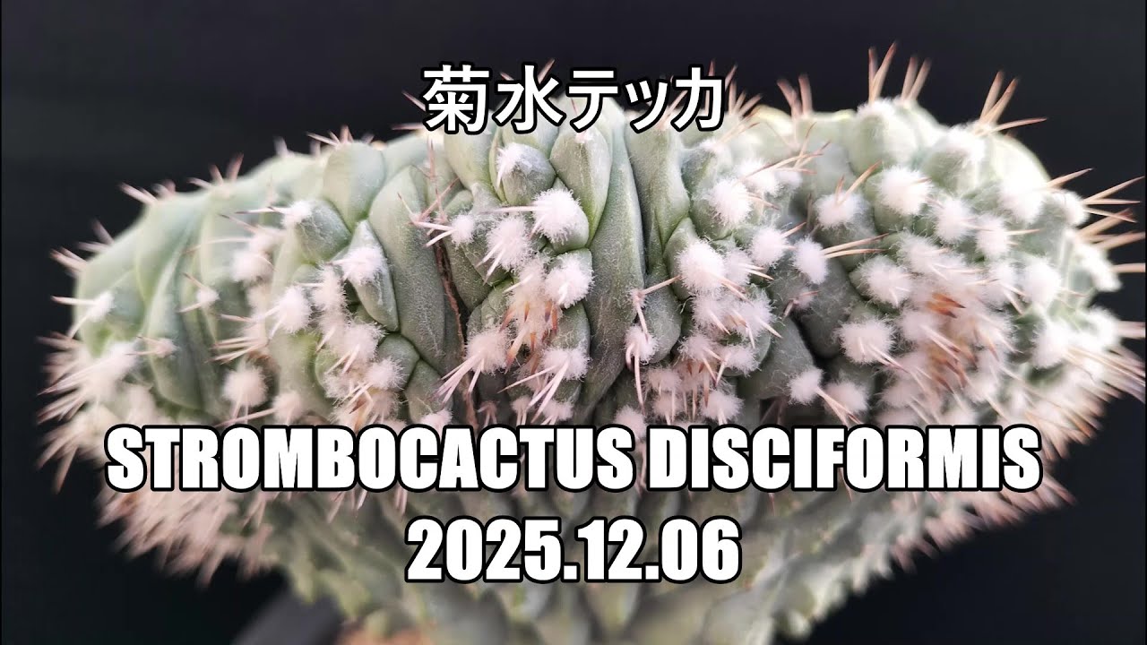 菊水テッカ　Strombocactus disciformis　2025 12 06