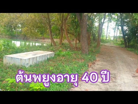 ชมต้นพยุง อายุ 40 ปี #พยุงไทย #พยุง #ปลูกป่า #ปลูกต้นไม้