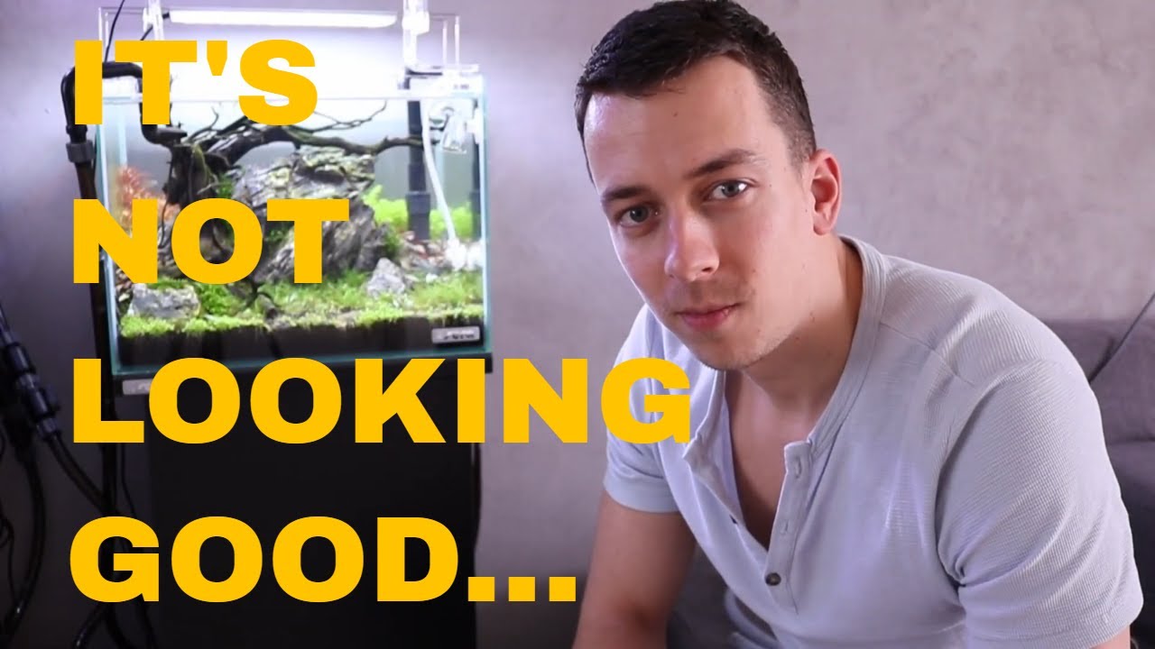 HOW TO: Replace a CARPET in Your Aquascape