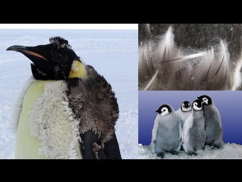 Video: ¿Por qué los pingüinos tienen plumas?