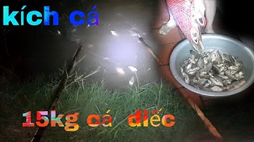 KÍCH CÁ diếc lên đẻ ở cửa cống 15kg ăn cả tháng