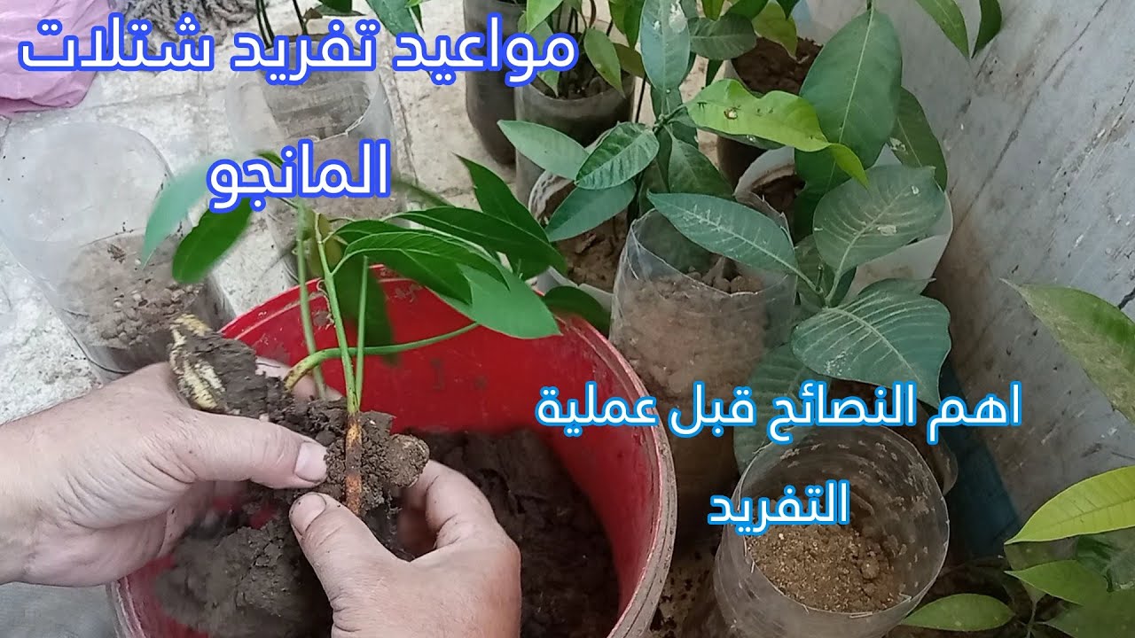 تفريد شتلات المانجو أو اى شتلات بطريقة صحيحة وبنسبة نجاح 100٪