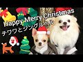チワワギターとクリスマス