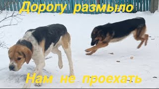 Дорогу к приюту размыло! by Приют 'Дом для хвостиков', г.Ефремов   201 views 1 month ago 3 minutes, 36 seconds