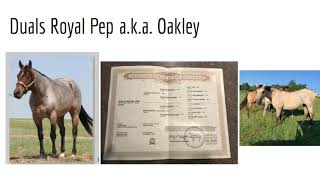 2019 AQHA Young Horse Development Program Wildcard
