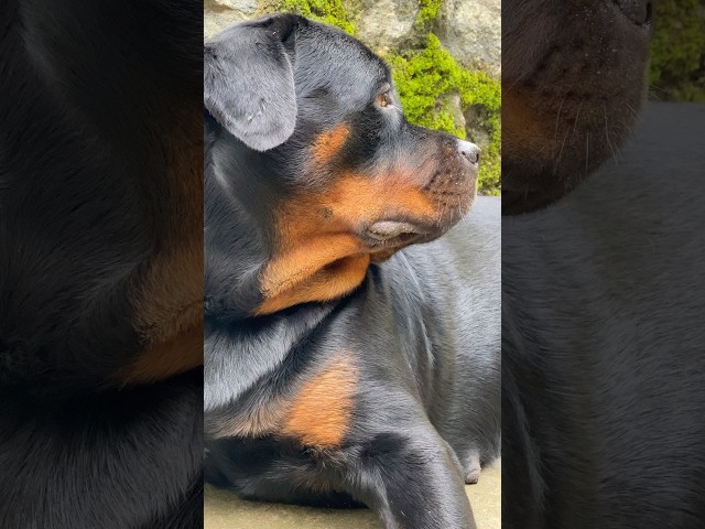 Cute Brownie 🥰🥰 #rottweiler